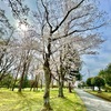 桜道