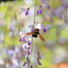 蜂も好きな藤の花