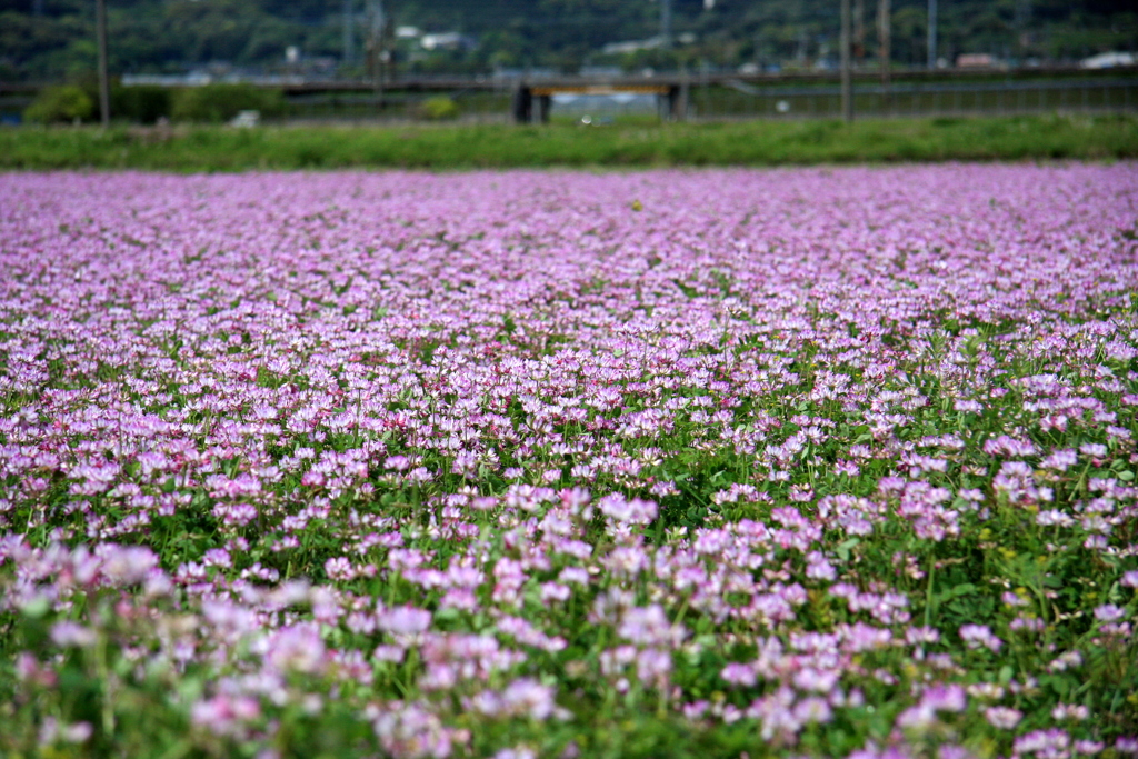 蓮華祭り　1