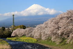 桜景５