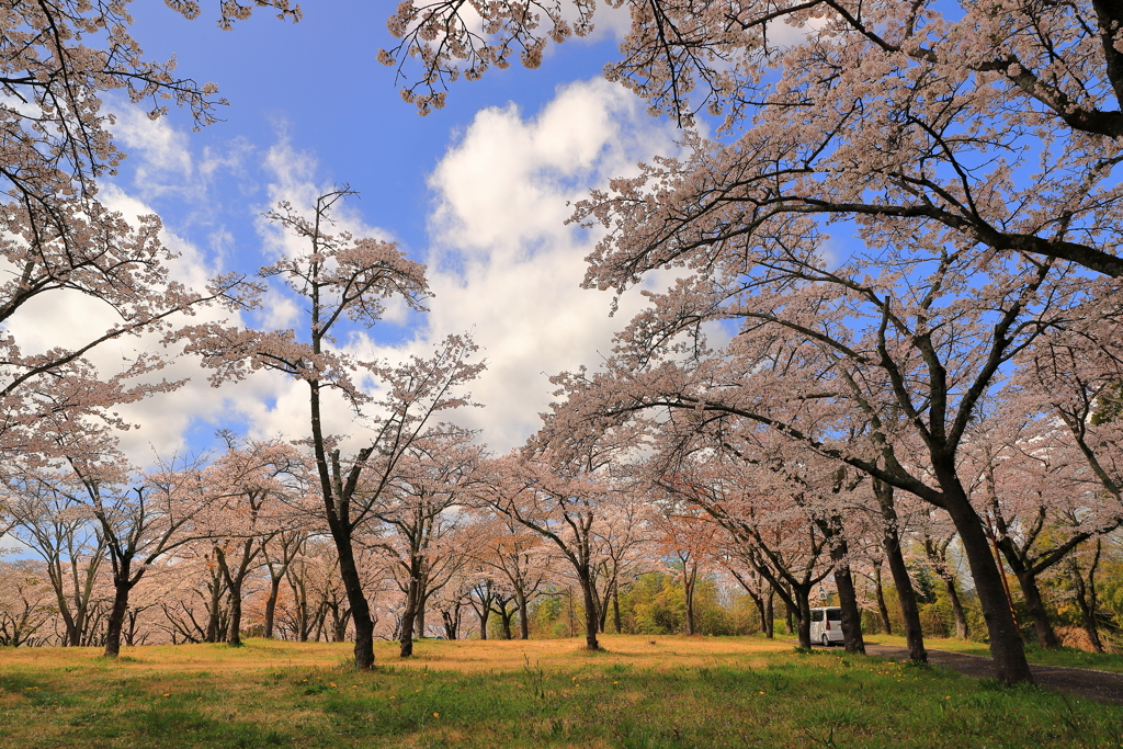 桜・うらら
