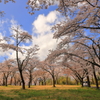 桜・うらら