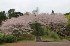 桜階段　1