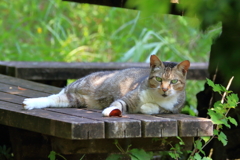 田貫湖のにゃん