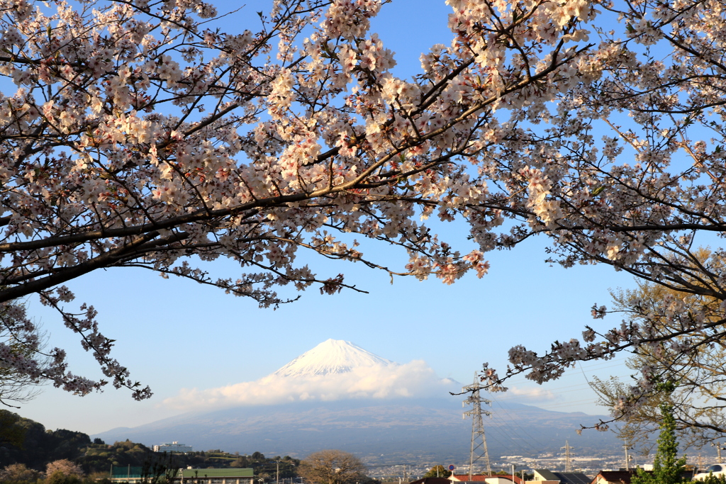 桜景６