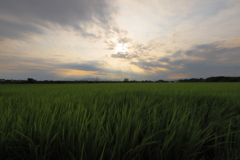 夕暮れ