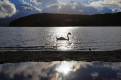夕暮れの白鳥