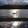 夕暮れの白鳥