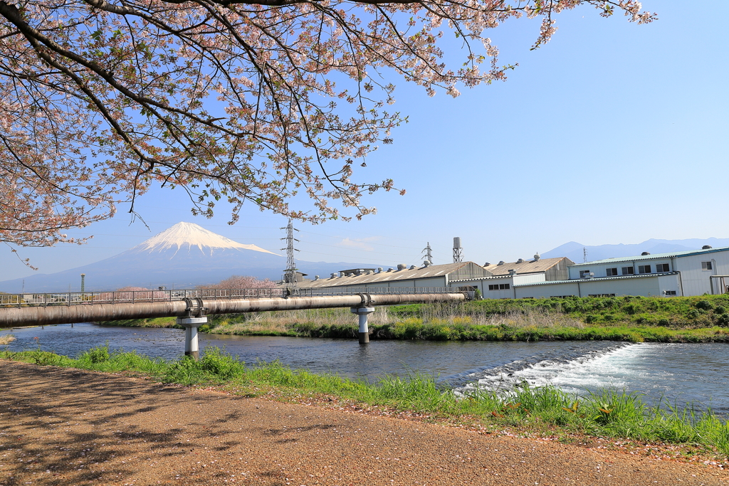 潤井川、春散歩　3