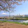 潤井川、春散歩　3