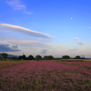 月に蓮華
