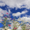 コスモスと秋の空