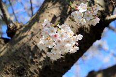 桜景１