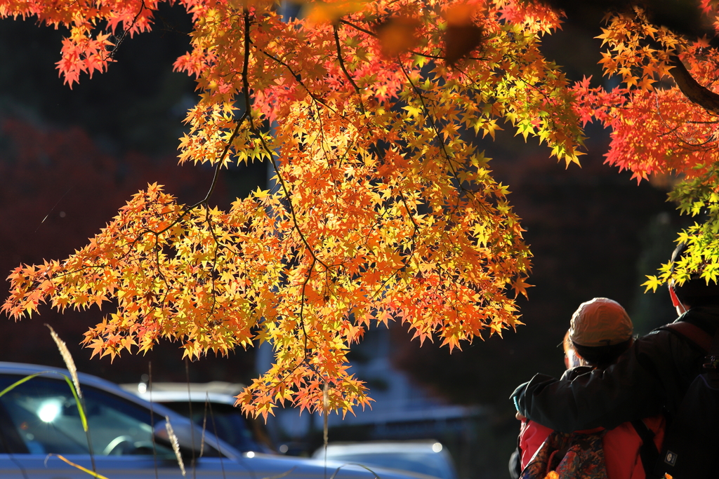 紅葉まつり