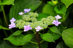 咲き始めた紫陽花　Ⅲ