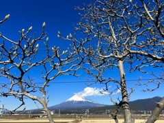 ウォーキング中に　II