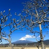 ウォーキング中に　II