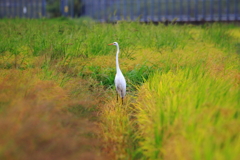 首を長くして待つ
