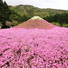 富士山芝桜