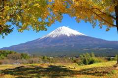 イチョウの屋根