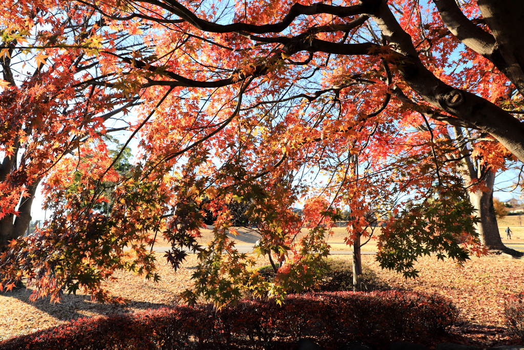 最後の紅葉