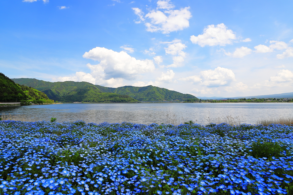 水辺のネモフィラ