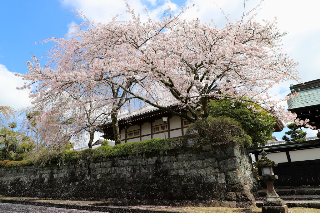 大石寺の春　1