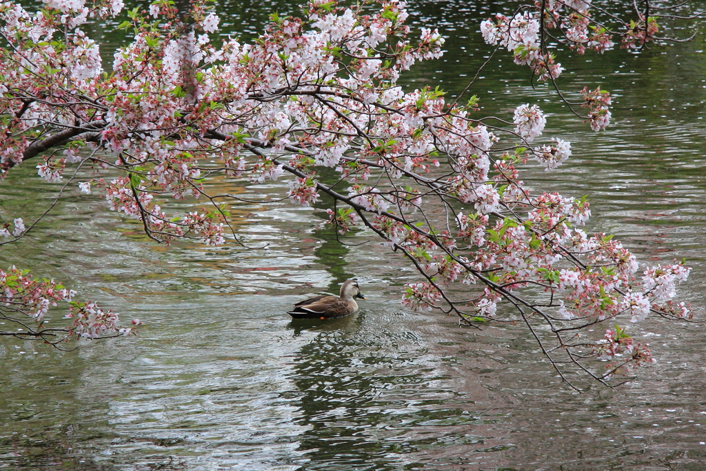 春に思う　3