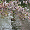 春に思う　3