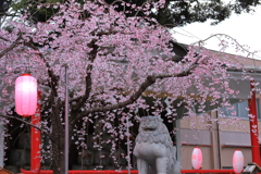 春の神社