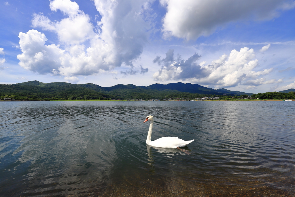 白鳥の夏