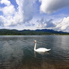 白鳥の夏