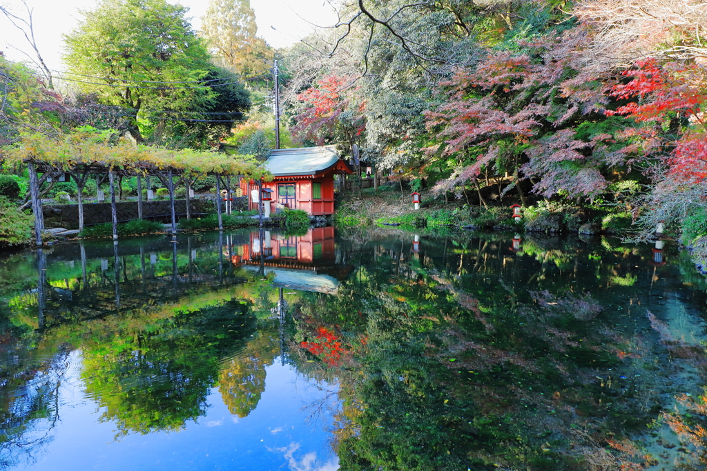 湧玉池の紅葉　2