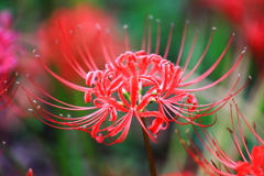 一花繚乱　Ⅱ
