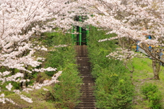 桜階段　2