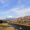 龍巌淵の桜　Ⅱ