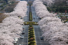 桜トンネル　2