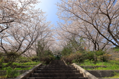 桜階段