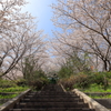 桜階段