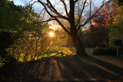 公園の西日