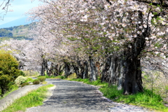 桜道
