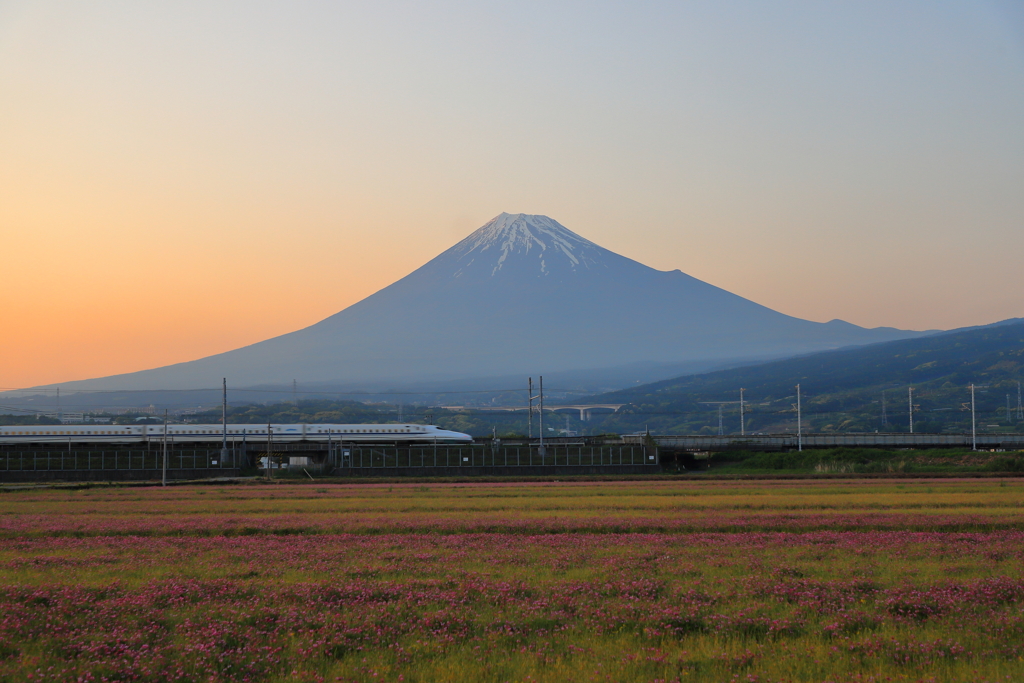 蓮華と富士と新幹線