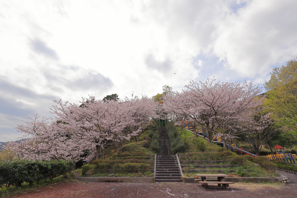 桜階段　1