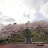 桜階段　1