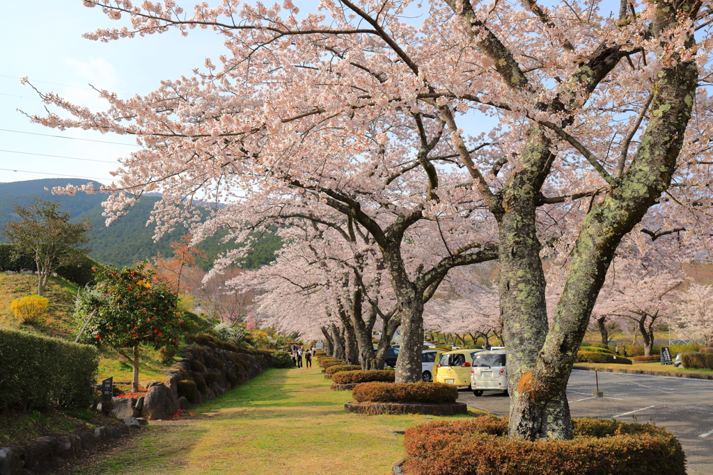 桜トンネル　4