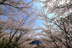 春に囲まれて