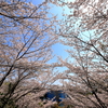 春に囲まれて