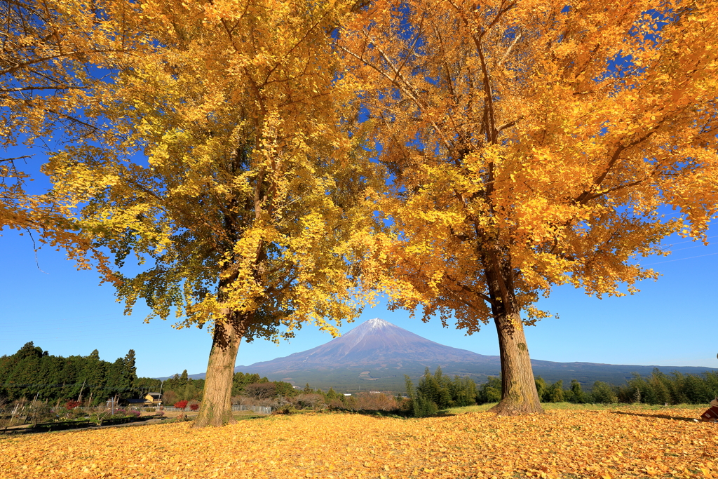黄色いツインズ