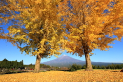 黄色いツインズ