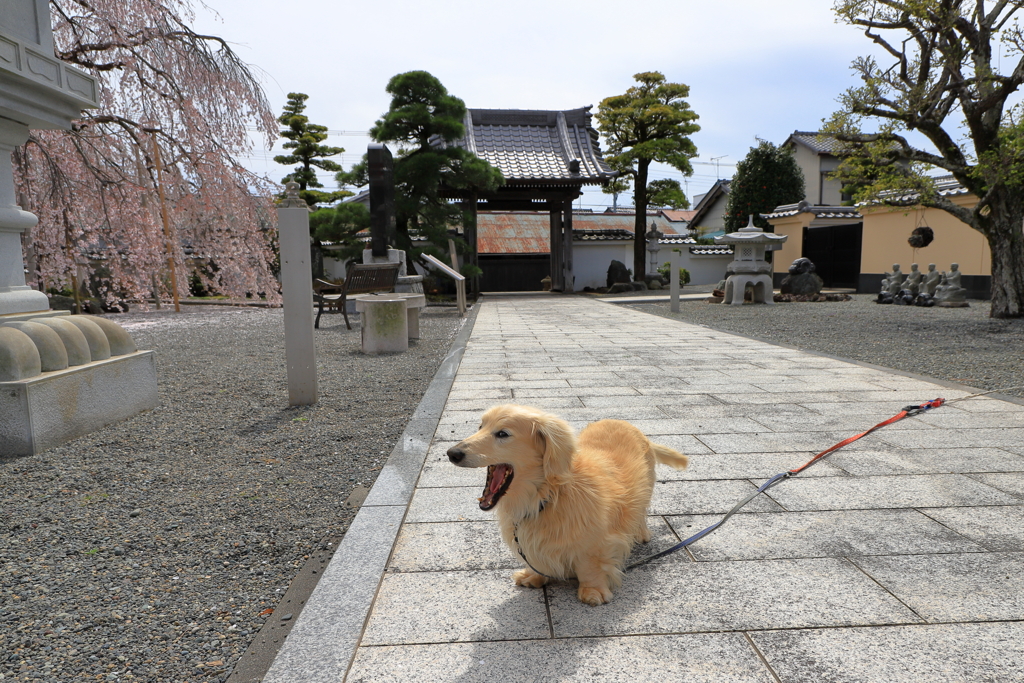 枝垂れとボク